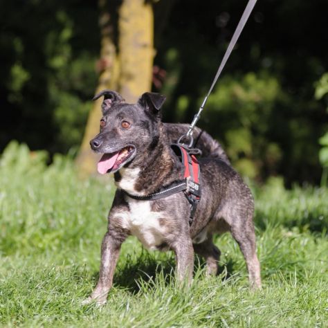FLASH, 6 ANNI, TAGLIA MEDIO PICCOLA, RINCHIUSO DA TUTTA LA VITA IN CANILE - Foto 3