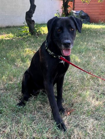 ELIJA BELLISSIMA LABRADOR - Foto 3