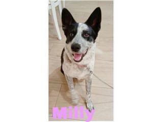 MILLY una bella cagnolina mix husky in adozione è ancora in box e cerca casa
