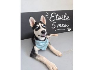 Simil husky in adozione
