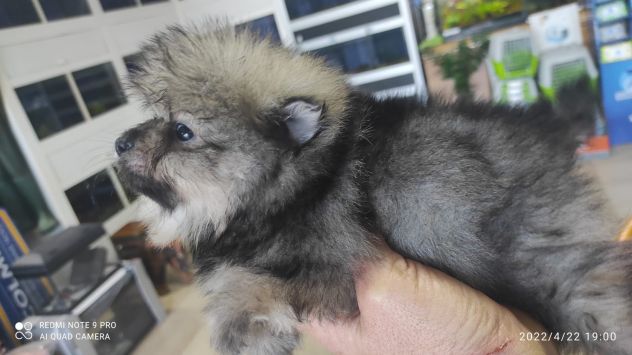 Pomerania - Foto 3