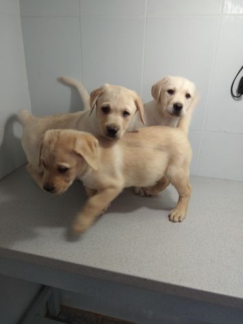 LABRADOR RETRIEVER CUCCIOLI - Foto 4
