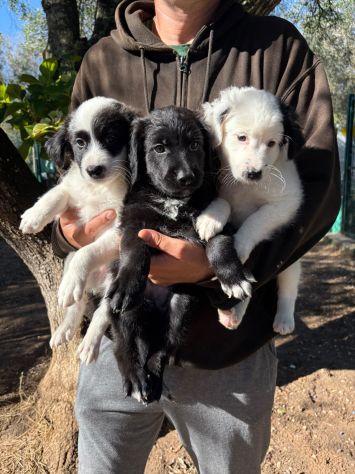 Regalo cuccioli - Foto 4