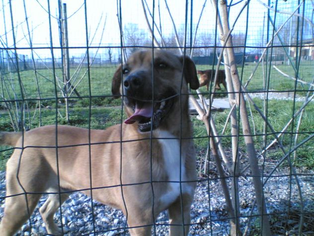 AMBROGINO, adorabile cagnolino - Foto 5