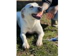 CANE IN ADOZIONE: MIKA aspetta la sua occasione.