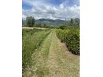 TERRENO AGRICOLO di 7000 mq (PIETRASANTA) rif. 167
