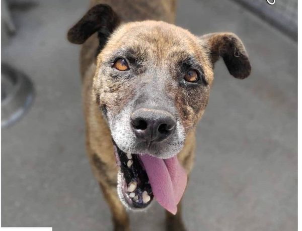 BALU' sui 6anni buono con tutti nonostante tutto!15kg - Foto 2