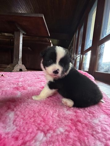 Border collie di alta genealogia - Foto 5