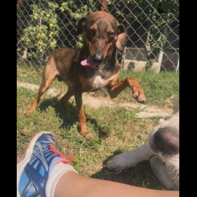 MELAMPO, OCCHIONI DOLCI, CAGNOLINO IN ADOZIONE - Foto 4