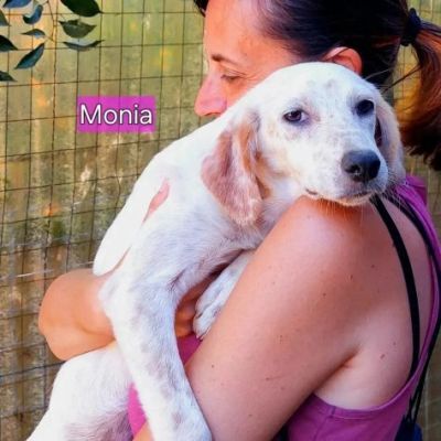 HURRA' E MONIA INVISIBILI FRA GLI INVISIBILI CAGNOLINE IN ADOZIONE - Foto 9