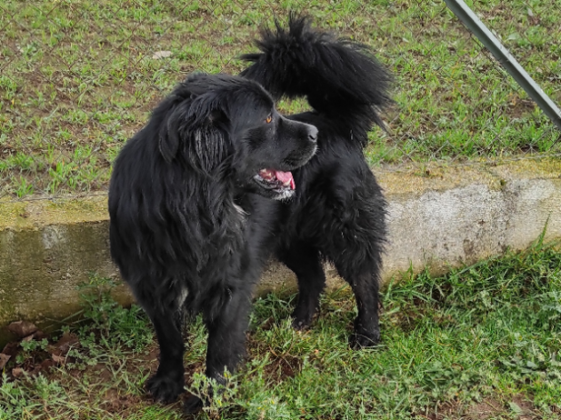 CANE IN ADOZIONE: NADAL, adorabile tenerone. - Foto 3