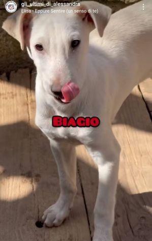 MAMMA MEDEA E CUCCIOLI BIAGIO ED ARIANNA: in adozione. - Foto 6