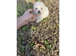 Cucciolo di Maltipoo (avorio)