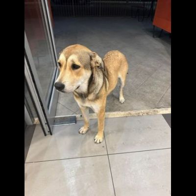 SGUARDO DA CERBIATTO; DOLCISSIMA CAGNOLINA IN ADOZIONE - Foto 4