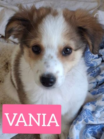 CUCCIOLI 3 MESI