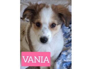CUCCIOLI 3 MESI