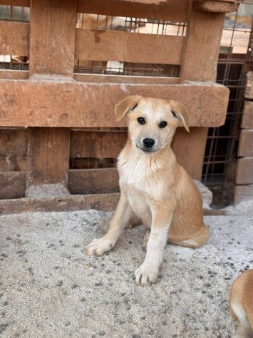 AKITA INU INCR., BERRY, BAMBI, BRUNO, BOWIE E BOLT, 8 MESI: CERCANO CASA! - Foto 10