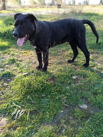 GENNY E GENNARINO, 9 MESI CERCANO URGENTE UNA CASA! - Foto 3