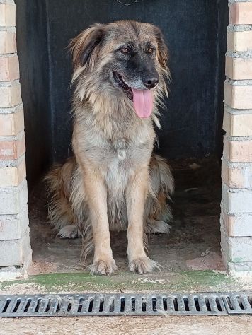 LUPO SPLENDIDO PT, CANE IN ADOZIONE - Foto 5