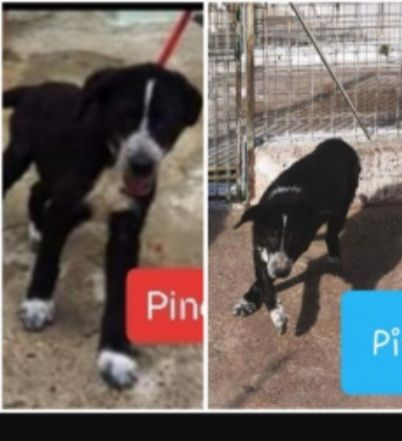 Buttati tra i rifiuti cuccioli da oltre 3anni chiusi h24 in box senza mai uscire - Foto 2