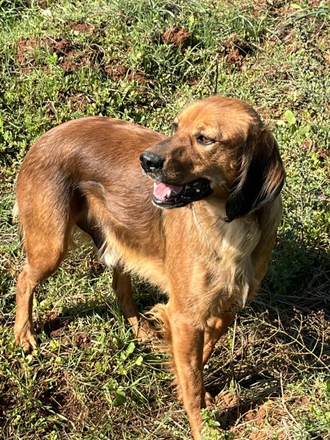 Aky un dolce e spiritoso cagnolino - Foto 6