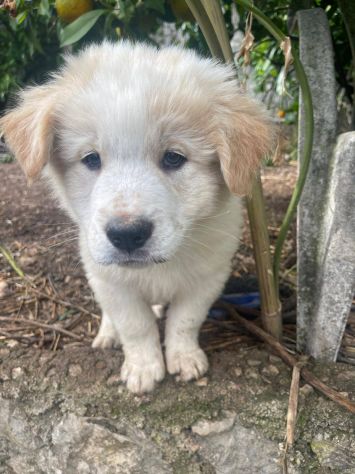 Momo cucciolo - Foto 4
