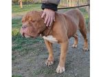 Hego dogue de bordeaux