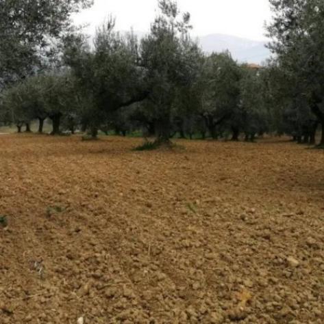 Immobile in asta di 49680 m² in vendita a Pianella - Foto 3