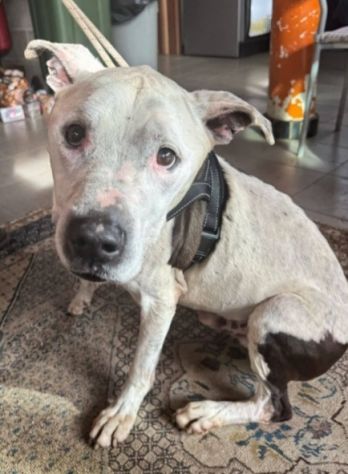 Pitbullino 12anni DOLCISSIMO in box soffre troppo!! GENOVA