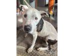 Pitbullino 12anni DOLCISSIMO in box soffre troppo!! GENOVA