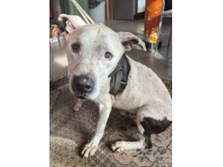 Pitbullino 12anni DOLCISSIMO in box soffre troppo!! GENOVA