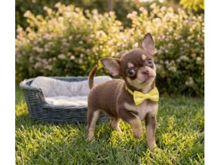 CHIHUAHUA TOY CUCCIOLI CHOCOLATE pag rateale
