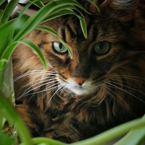 Cat sitter - Zona Talenti, Jonio, Prati Fiscali (Roma) - Foto 3