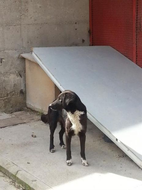 5 deliziose cagnoline - Foto 5