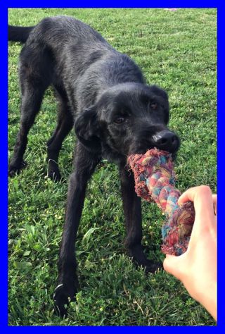 SMILZO, TENERO CAGNOLINO CERCA CASA - Foto 9