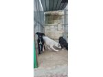 Cuccioli Amstaff 250 a Taranto in Puglia