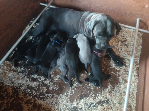 Cane corso cuccioli - Foto 7