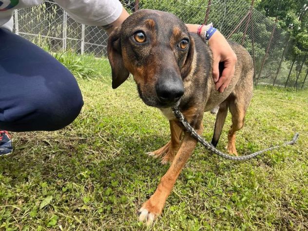 MELAMPO TIMIDO E REMISSIVO CAGNOLINO IN ADOZIONE - Foto 7