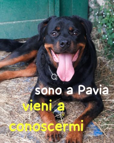 MURDOCK ROTTWEILER 7 ANNI