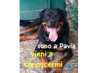 MURDOCK ROTTWEILER 7 ANNI