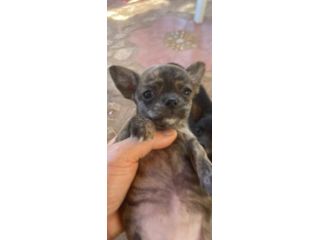 Cuccioli di Chihuahua 🐶