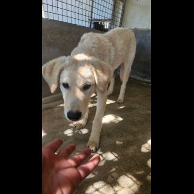 ETTORE L' OCCASIONE PER APRIRSI ALLA VITA CUCCIOLO IN ADOZIONE - Foto 4