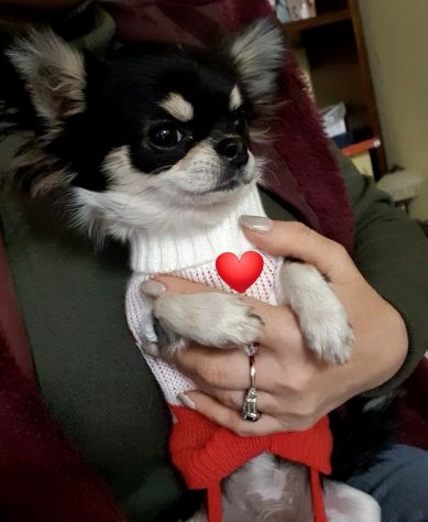 Chihuahua toy femmina Pedigree - Foto 6