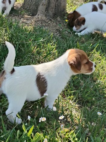 Cuccioli Jack Russell - Foto 6