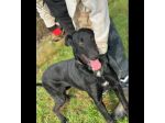 AARON dolce e vitale carbonello,  CANE IN ADOZIONE