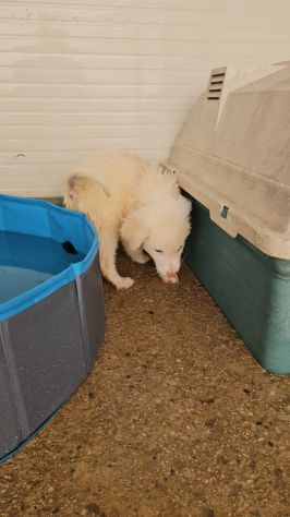 Lella: 3 mesi taglia media - Foto 8