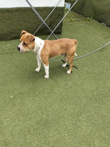 Urgente cagnolino cerca adozione - Foto 3
