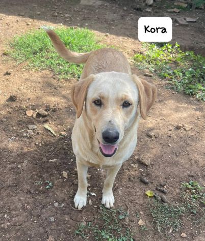 Kora simil labrador - Foto 9