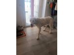 Neve setter  adozione cane sordo