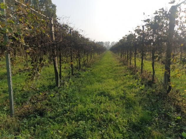Terreno di 15000 m² in vendita a Correggio